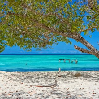 Strand in der Karibik mit einem Baum