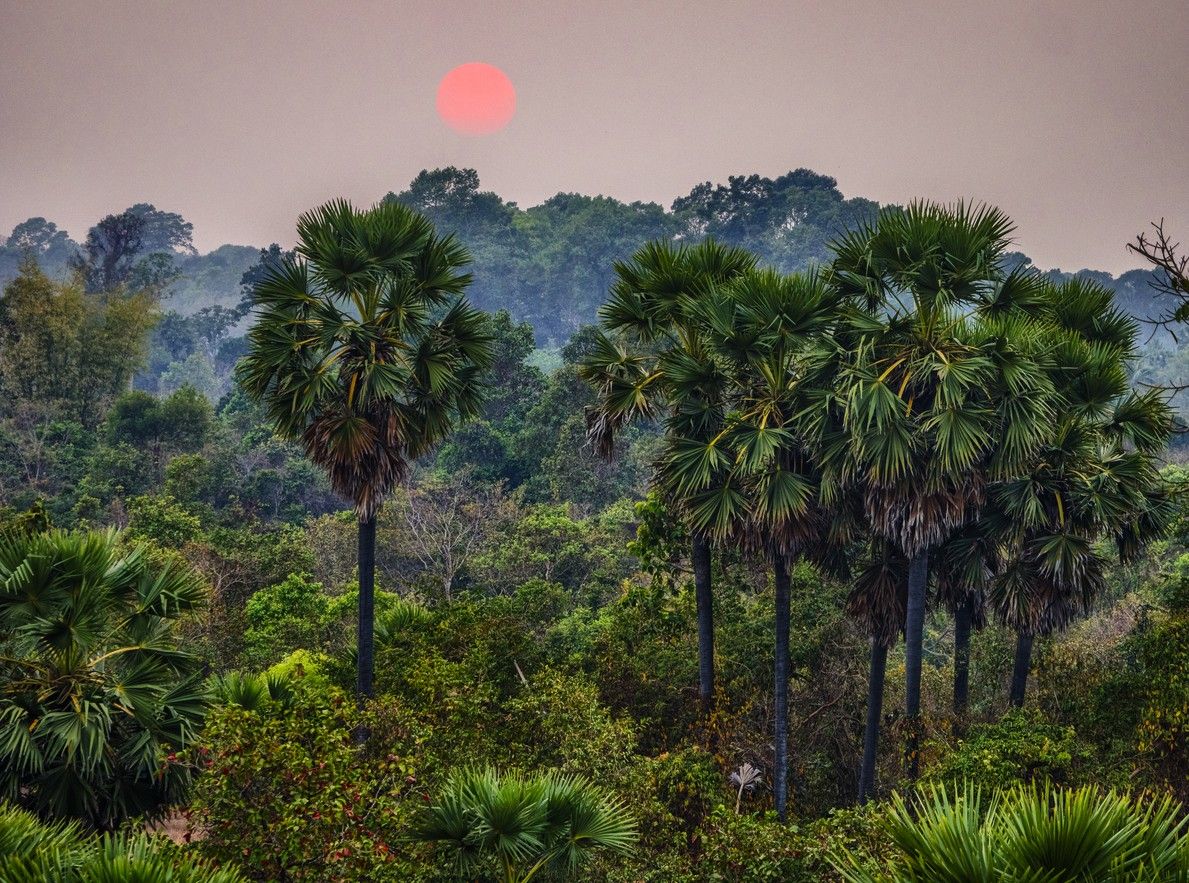 Blick auf den tropischen Wald bei Sonnenuntergang vom Pre Rup Tempel Angkor in Kambodscha