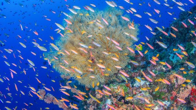 Bunte Unterwasserwelt der Seychellen.