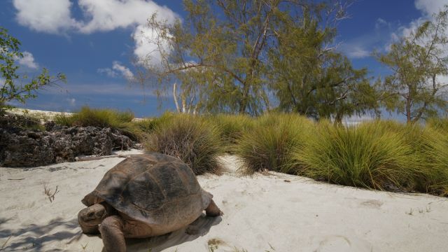 Riesenschildkröte am Strand des Aldabra-Atolls