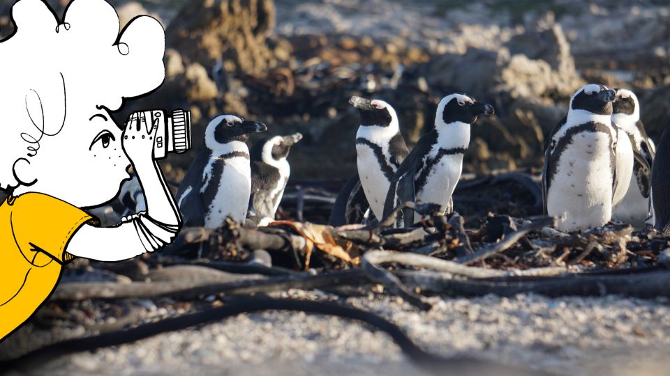 Pinguine in Bettys Bay