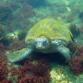 Wasserschildkröte und farbenfrohe Unterwasserwelt