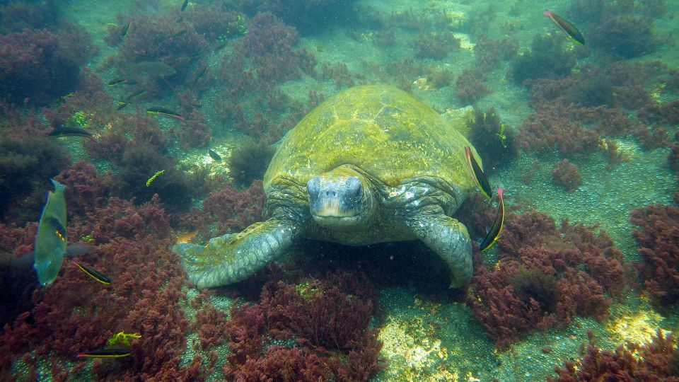 Wasserschildkröte und farbenfrohe Unterwasserwelt