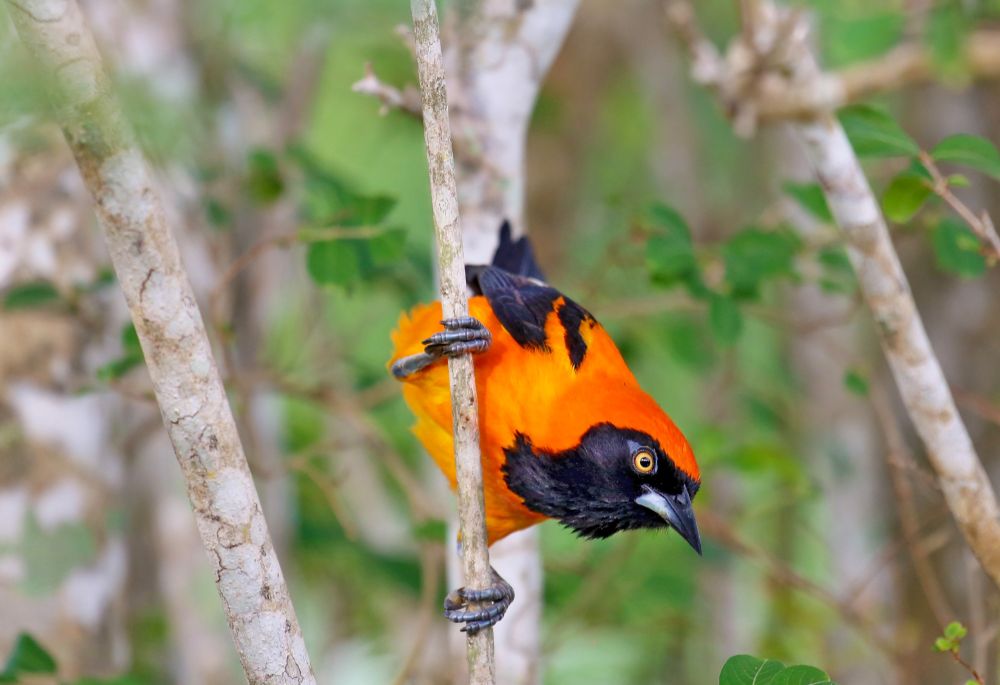Farbenfroher Vogel im Pantanal