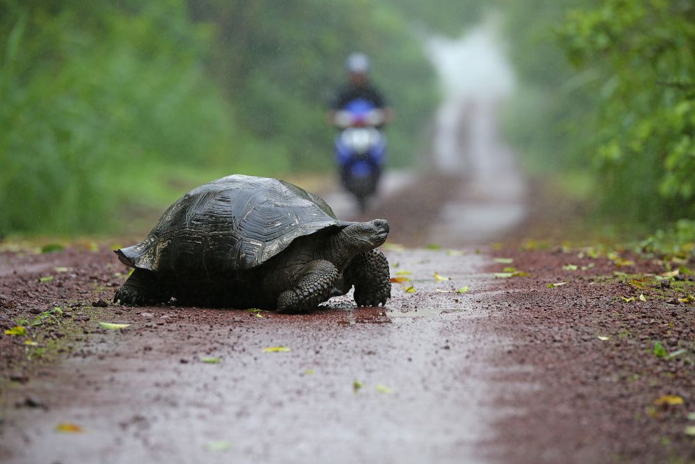 Achtung Riesenschildkröte hat Vorfahrt