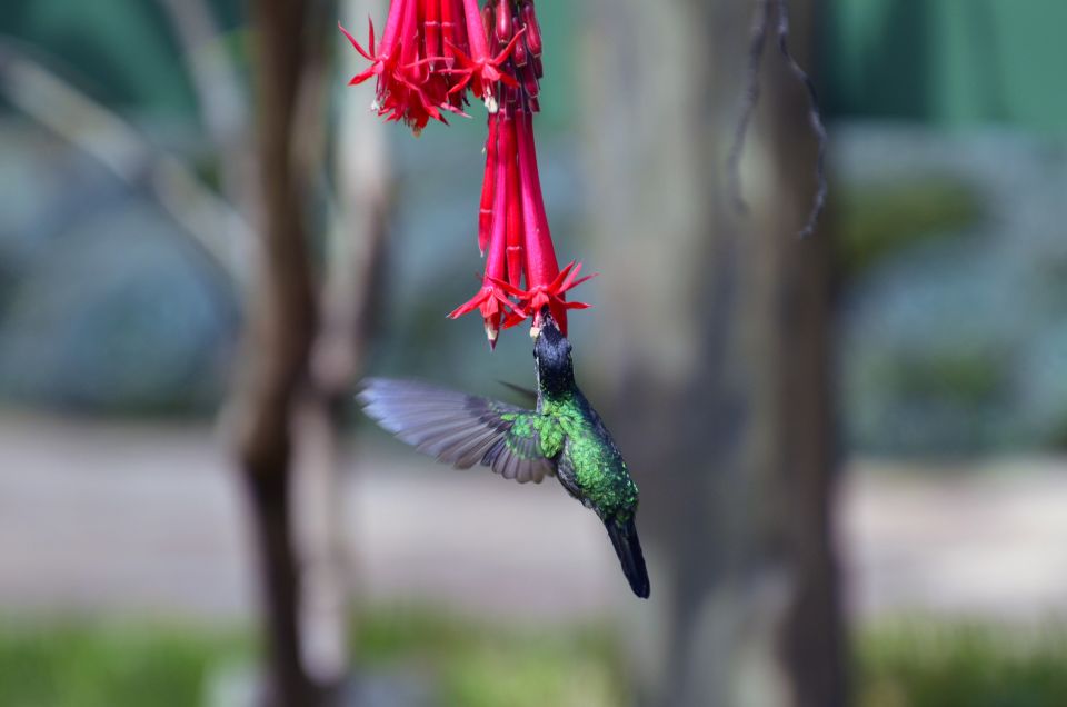 Kolibri an tropischer Blüte