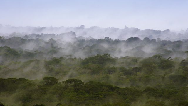 Über dem Dach des Dschungels in Guyana