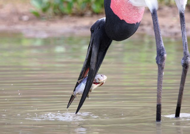 Jabiru: größter Storch der Welt und Wappentier des Pantanal