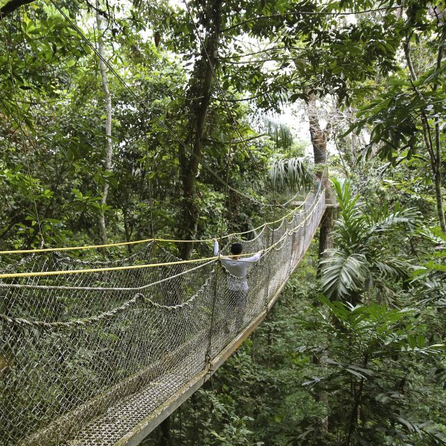 Hängebrücken durch den Atta Rainforest Dschungel