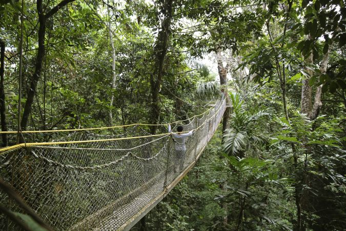 Hängebrücken durch den Atta Rainforest Dschungel © Diamir