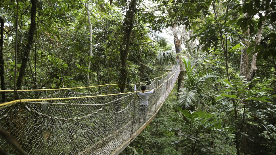 Hängebrücken durch den Atta Rainforest Dschungel