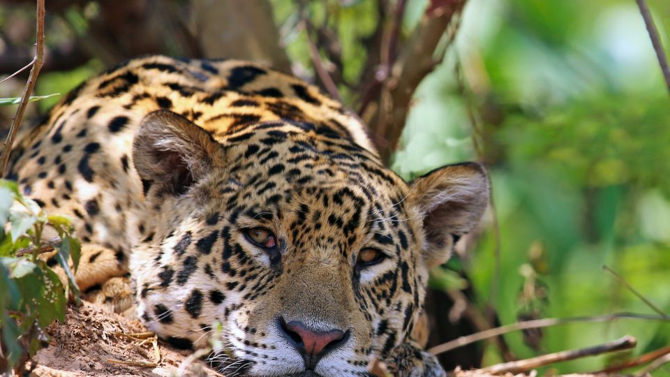 Der majestätische Jaguar bei einer Siesta