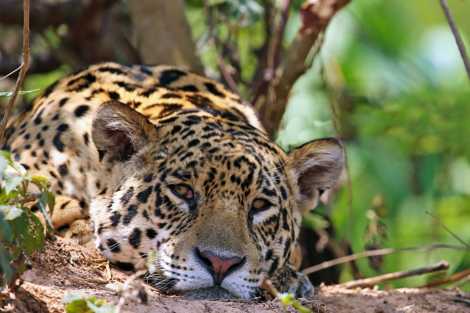Der majestätische Jaguar bei einer Siesta