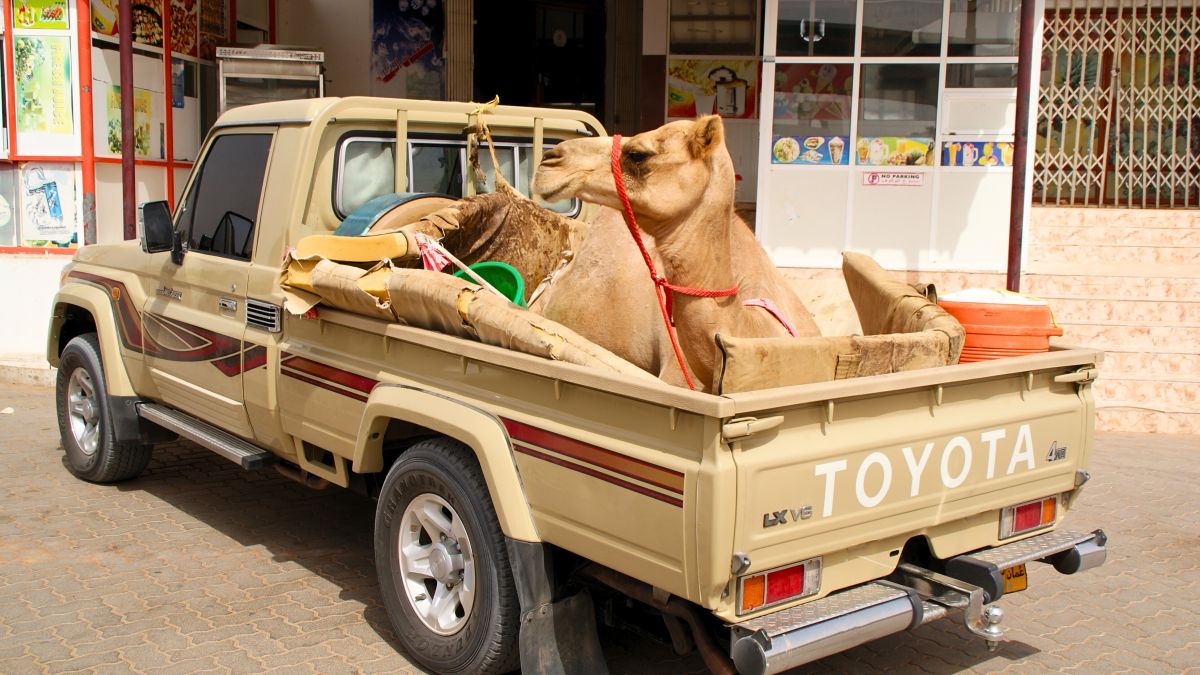 Kamele on Tour im Oman