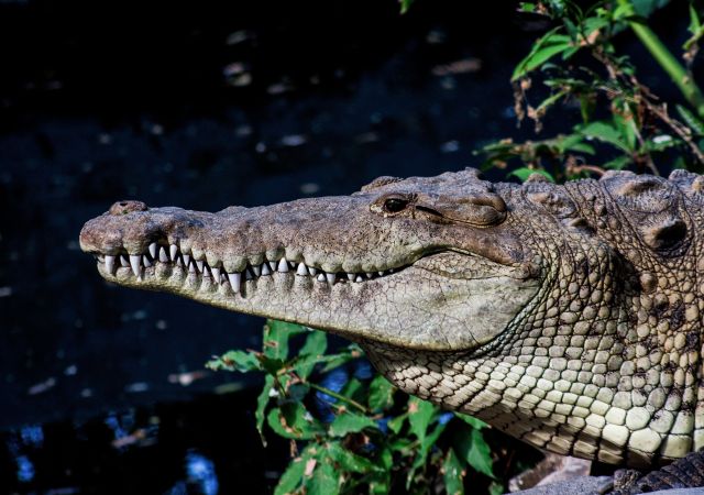 Krokodil in El Salvador