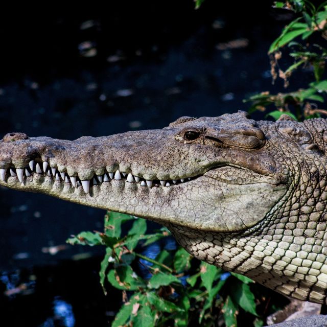 Krokodil in El Salvador