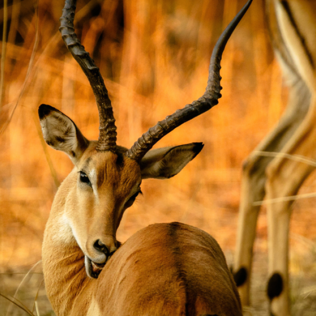 Impala im Abendlicht im südlichen Afrika
