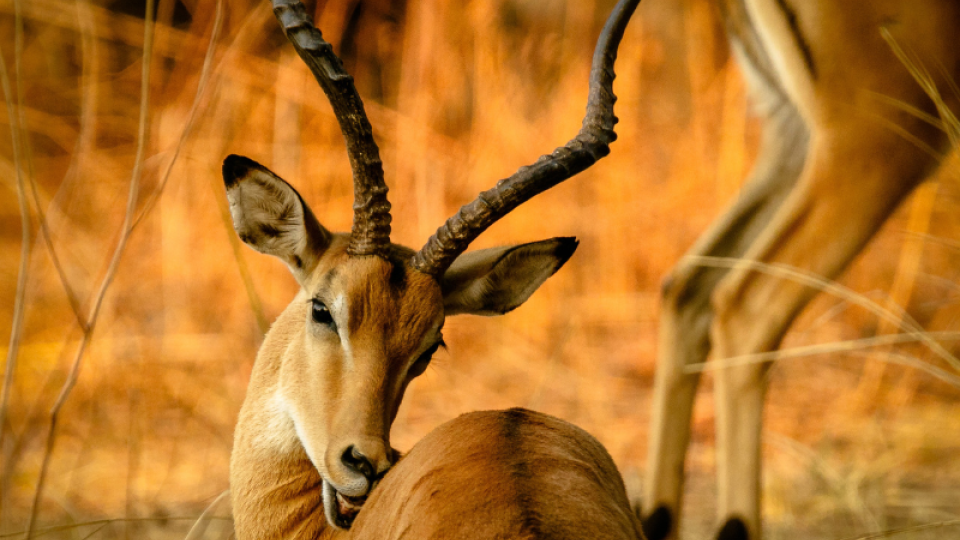 Impala im Abendlicht im südlichen Afrika