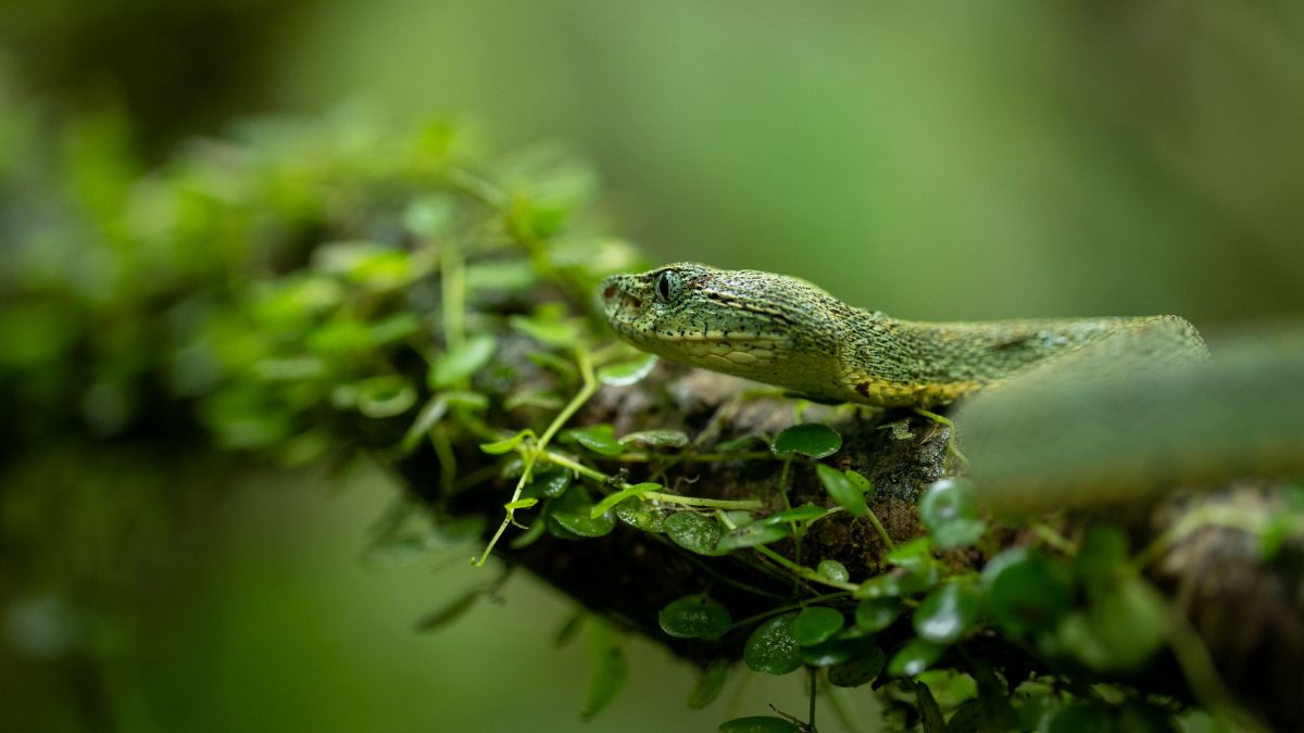 Eine grüne Baumviper im Regenwald von Amazonien