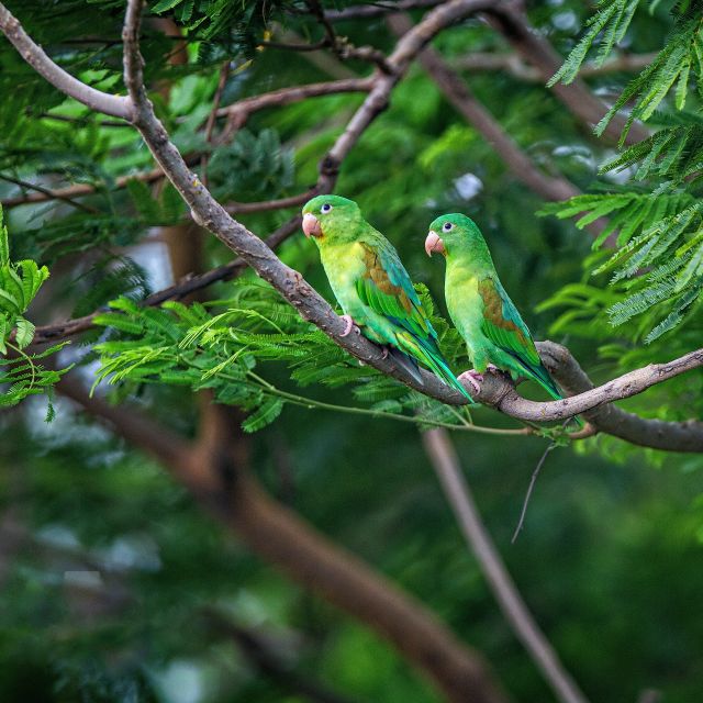 Papageienpaar