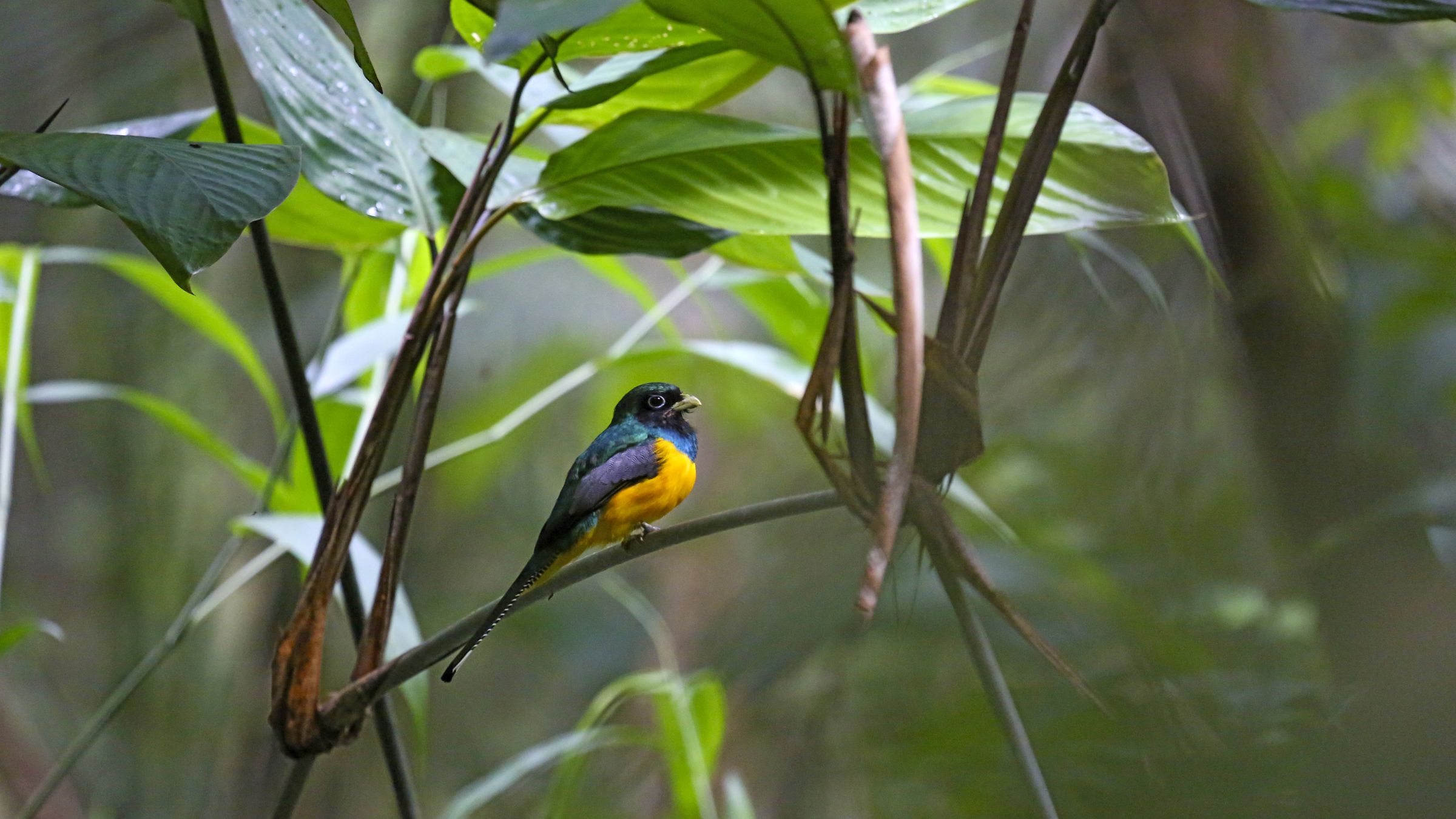 Farbenfrohe Tierwelt Guyanas