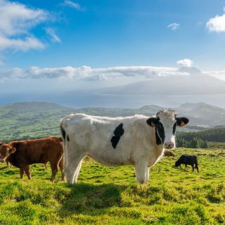 Idyllisch grasen - auf den Azoren