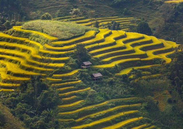 Reisterrassen im Norden von Vietnam