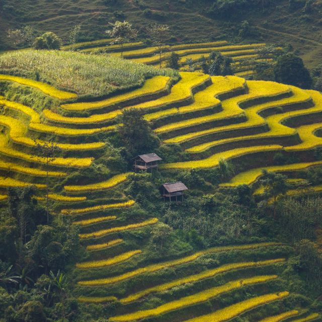Reisterrassen im Norden von Vietnam
