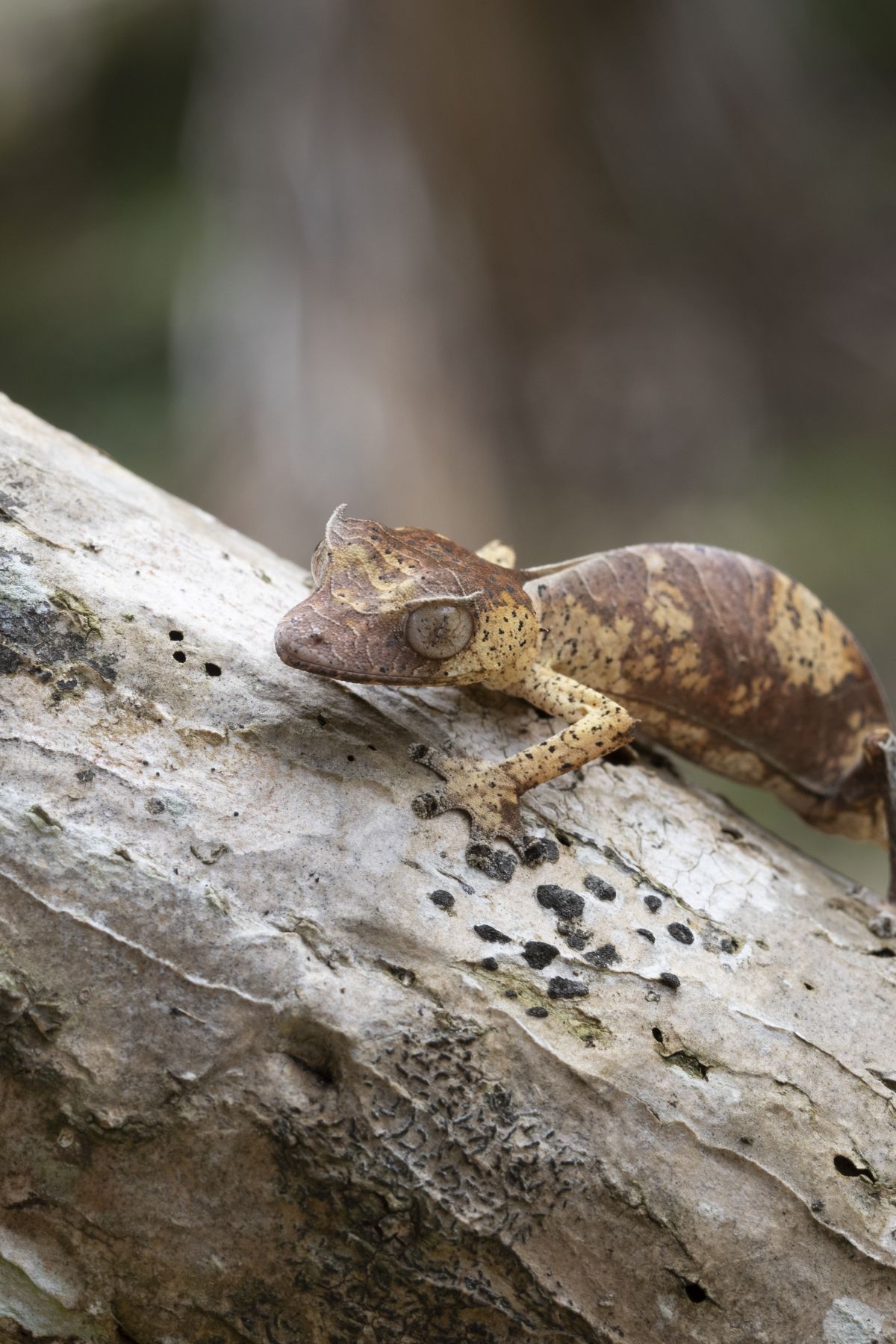 Gecko auf Madagaskar