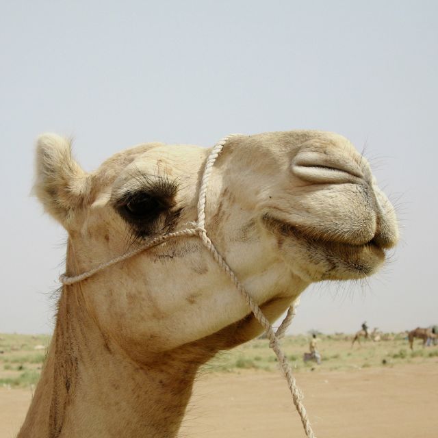 Kamel in Niger