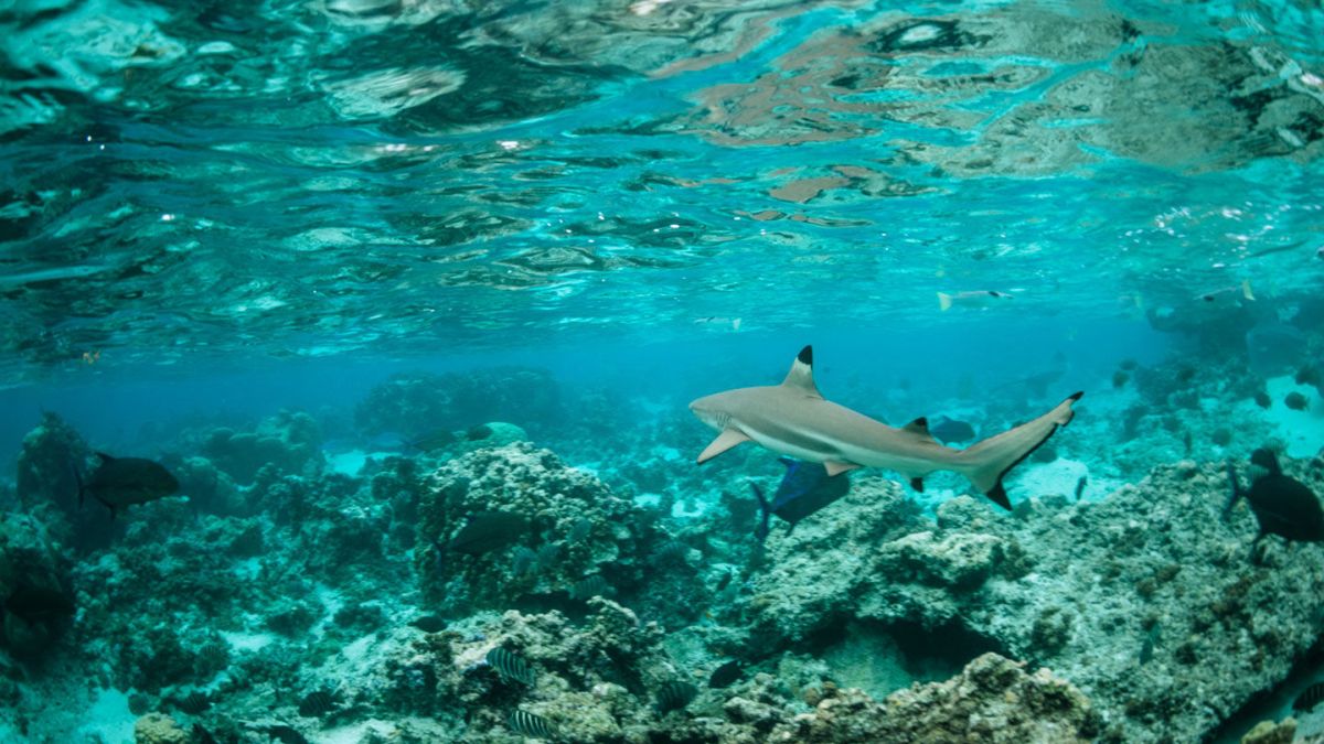 Hai in der Lagune in Französisch-Polynesien
