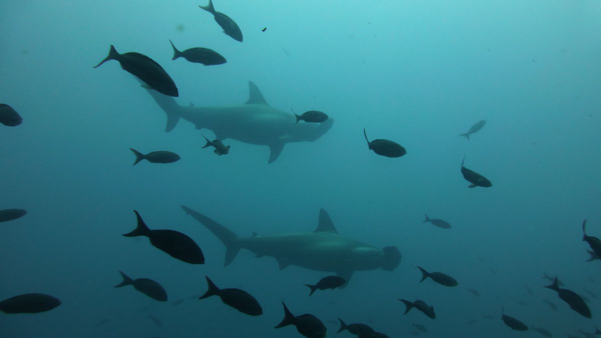 Ein Weißspitzen-Riffhai im seichten Wasser vor Galapagos