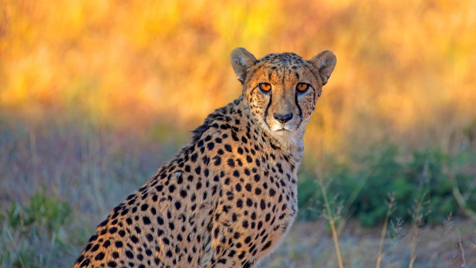 Gepard in Namibia beschnitten