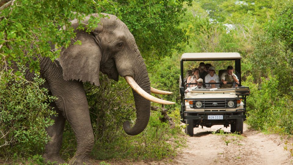 Elefant auf Safari in Südafrika