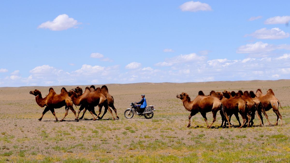 Kameltrieb mit Motorrad in der Mongolei