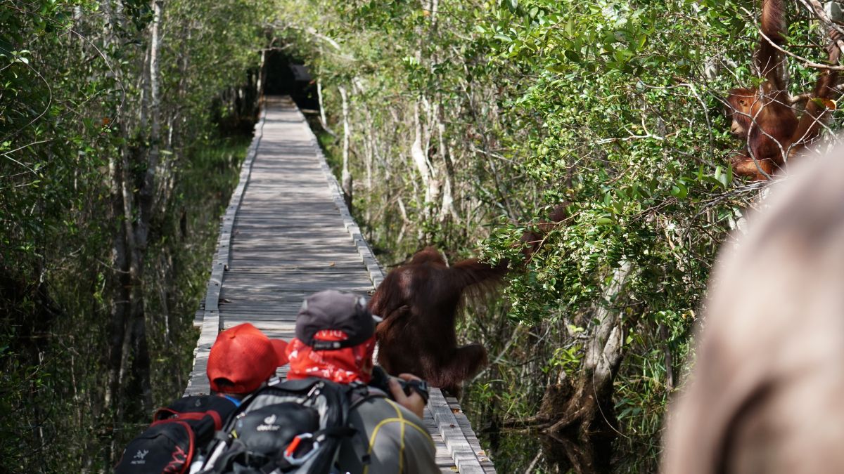 Orang-Utan Encounter auf Steg
