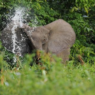 Waldelefant in der Republik Kongo