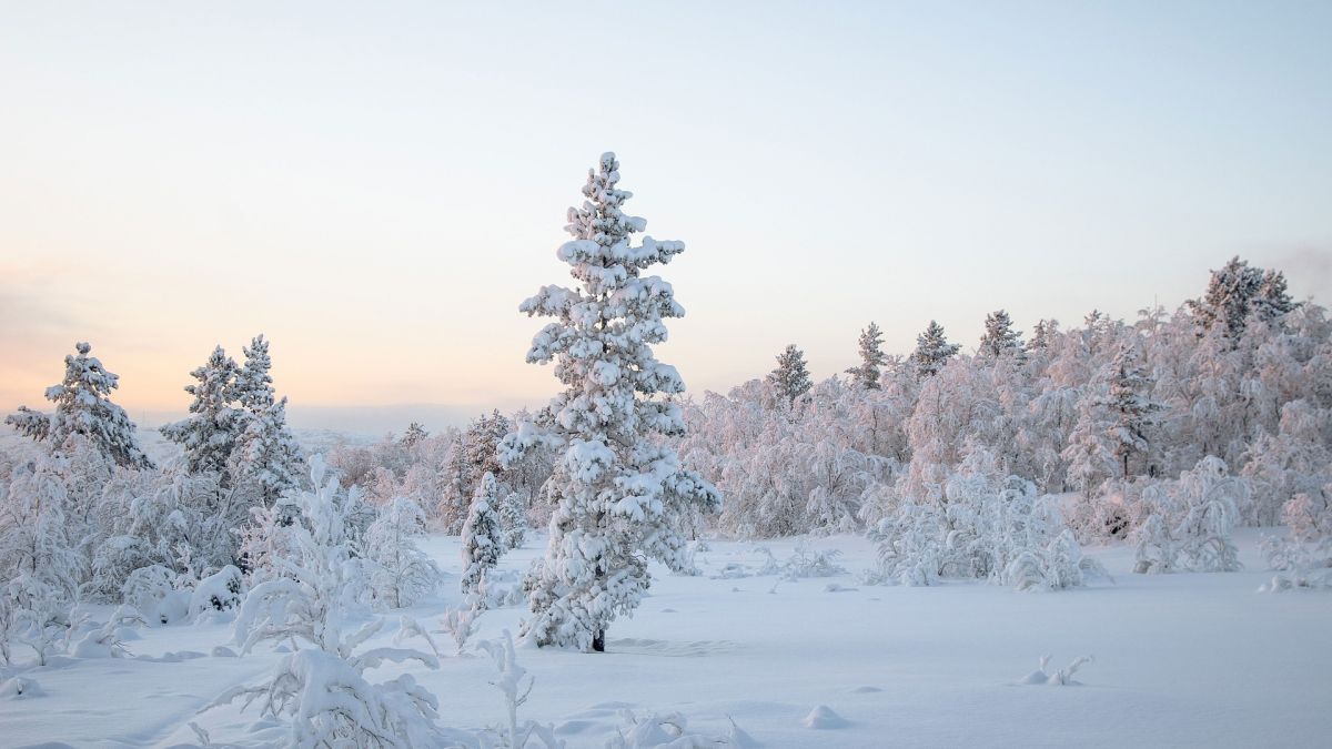 Verschneite Landschaft während der Finnland Huskytour