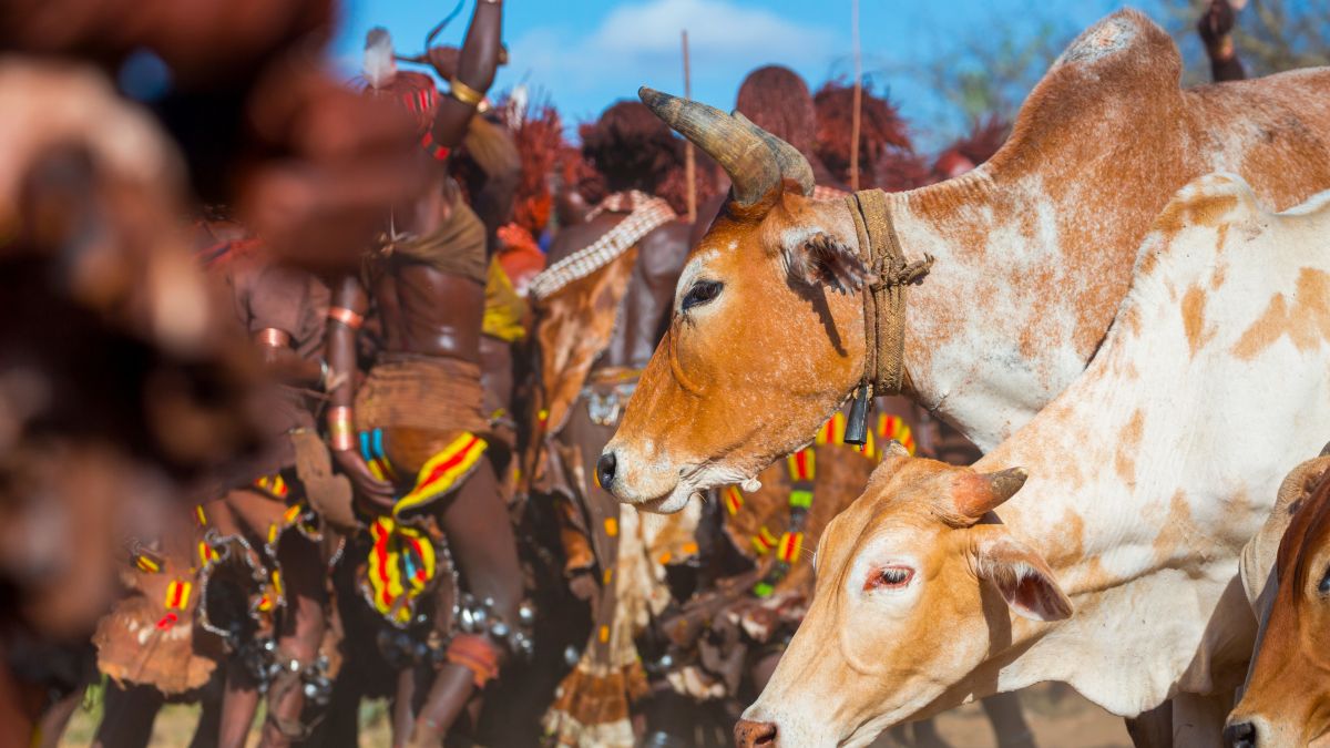 Rinder in Äthiopien - JUAN CARLOS MUNOZ - stock.adobe.com