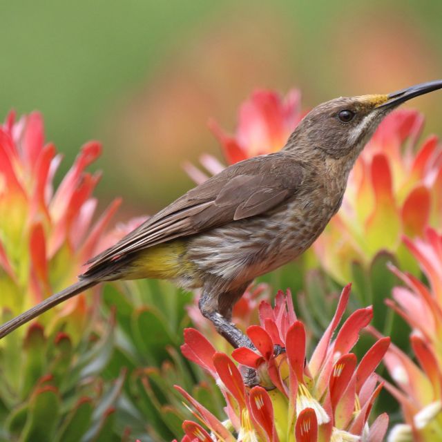 Sugarbird auf Protea