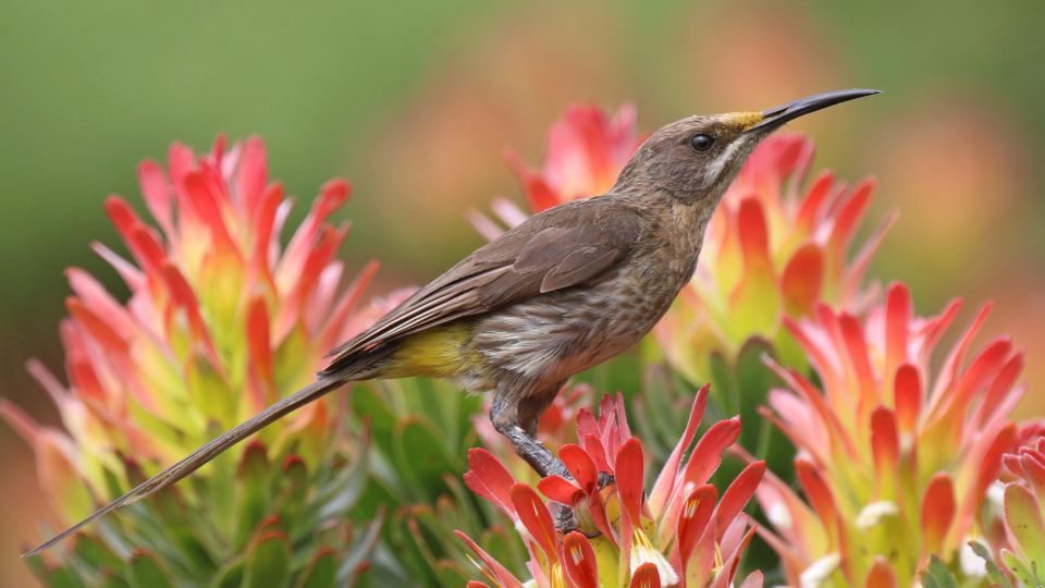 Sugarbird auf Protea