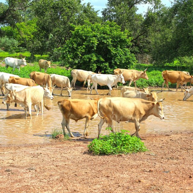 Viehzucht im ländlichen Gambia