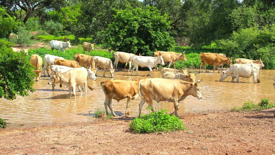 Viehzucht im ländlichen Gambia