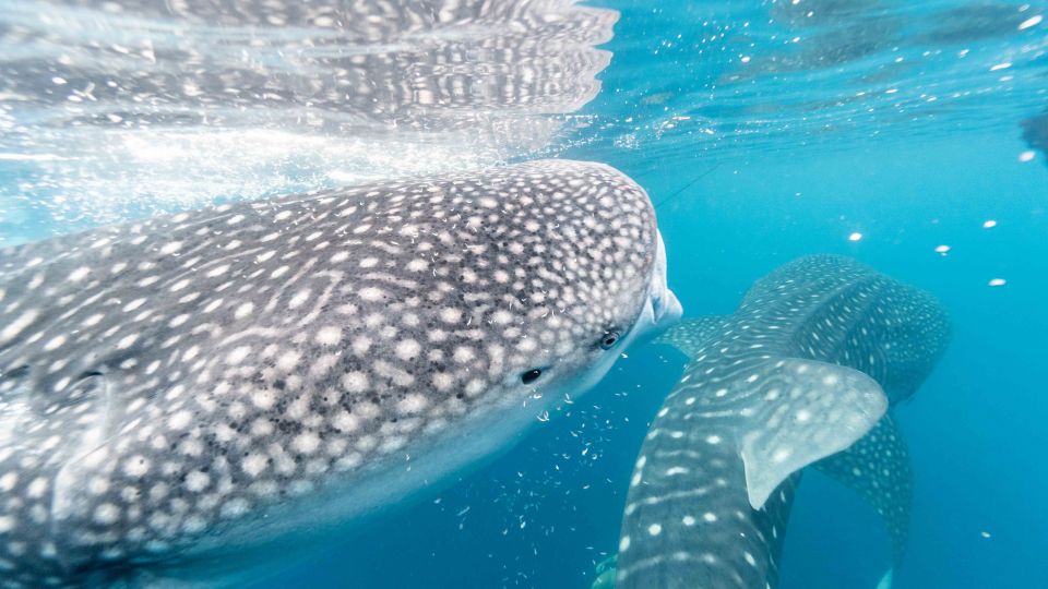 Walhaie vor Mosambik