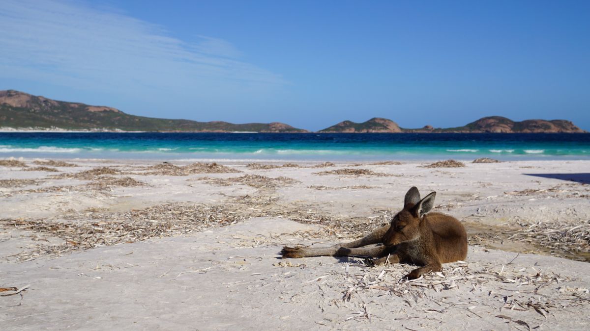 Känguru am Strand von Lucky Bay