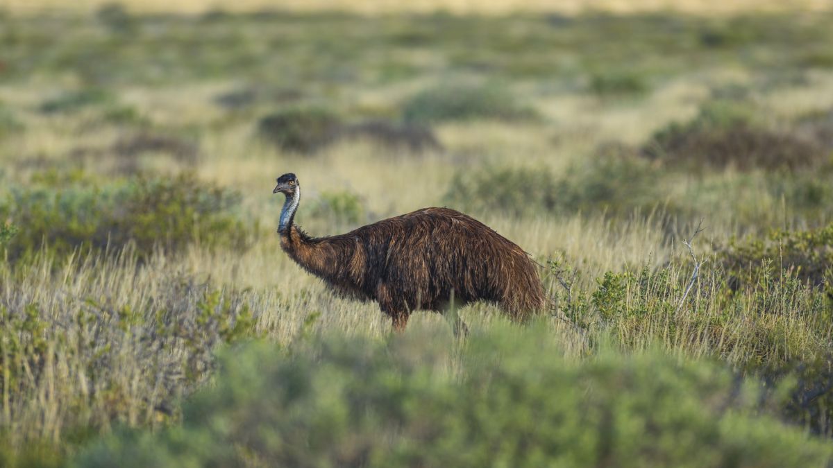 Emu im Cape Le Grand Nationalpark